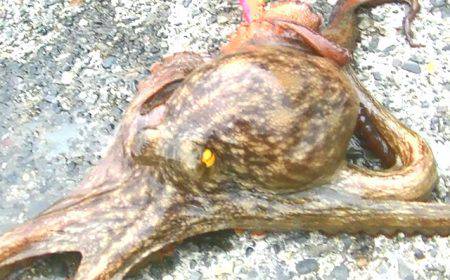 ダイソーエギ最強！コウイカ、タコ